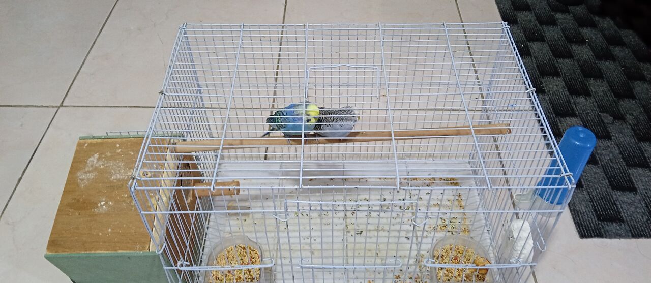 Riyadh, Pet Supplies, SAR 80,  Pair For 80 Sar With Cage