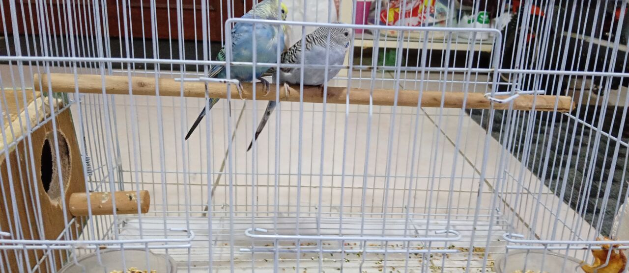 Riyadh, Pet Supplies, SAR 80,  Pair For 80 Sar With Cage