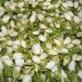 SAR 20,  Fresh Jasmine Flower