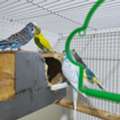 SAR 380,  2 Breeding Pair Along With 1 Chick And Cage (Total 5) Of 380 SR.