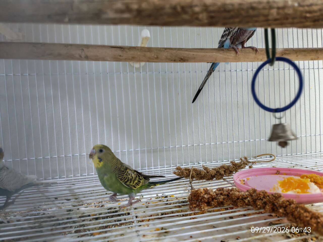 Jubail, Pet Supplies, SAR 380,  2 Breeding Pair Along With 1 Chick And Cage (Total 5) Of 380 SR.