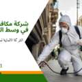شركة مكافحة حشرات في وسط البلد: دليلك الكام