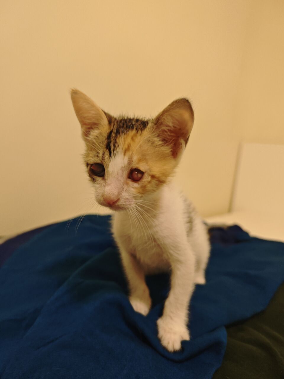 Khobar, Pet Adoption, Blind Calico Kitten For Adoption - Special Kitten Looking For A Special Home!