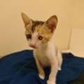 Blind Calico Kitten For Adoption - Special Kitten Looking For A Special Home!