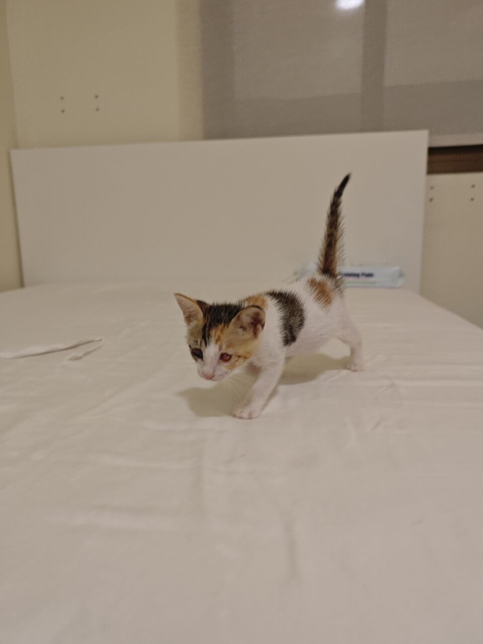 Khobar, Pet Adoption, Blind Calico Kitten For Adoption - Special Kitten Looking For A Special Home!