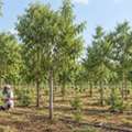 SVS Amazing Sandal Farms For Quality Plantation Farming