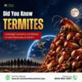 Did You Know Termites Outweigh Humans?