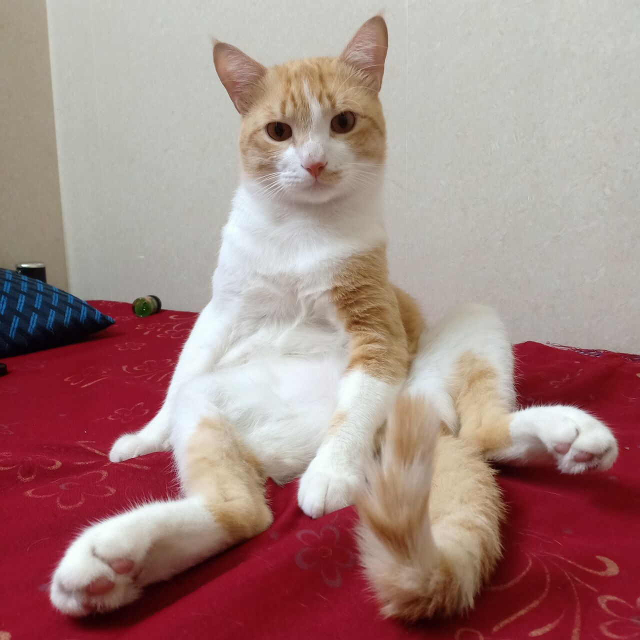 Dammam, Pet Sitting, Safe Cat Boarding In Dammam 🐱✨