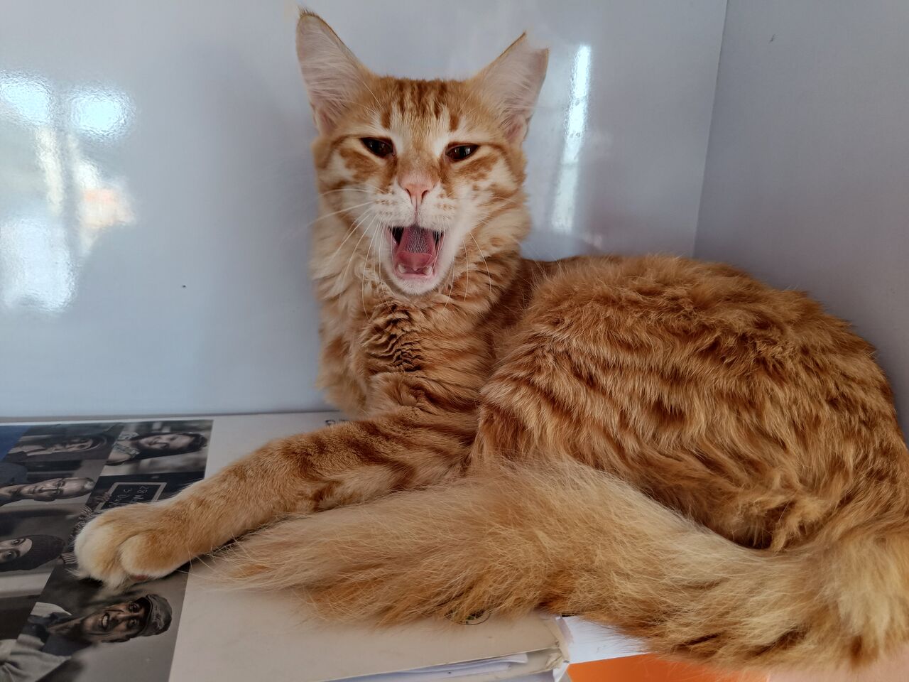 Dammam, Pet Sitting, Safe Cat Boarding In Dammam 🐱✨