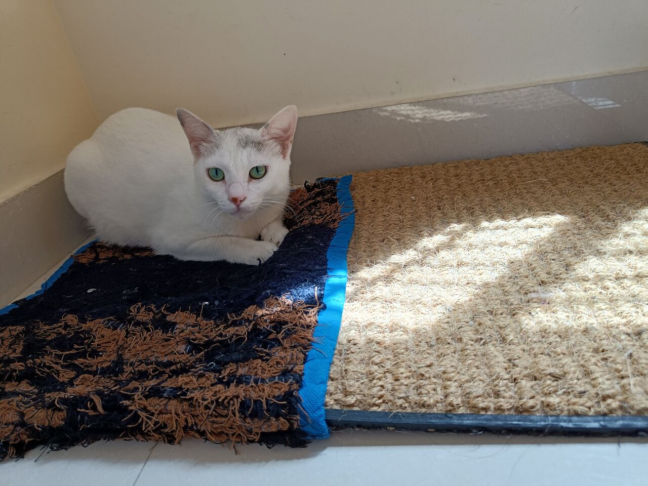 Dammam, Pet Sitting, Safe Cat Boarding In Dammam 🐱✨