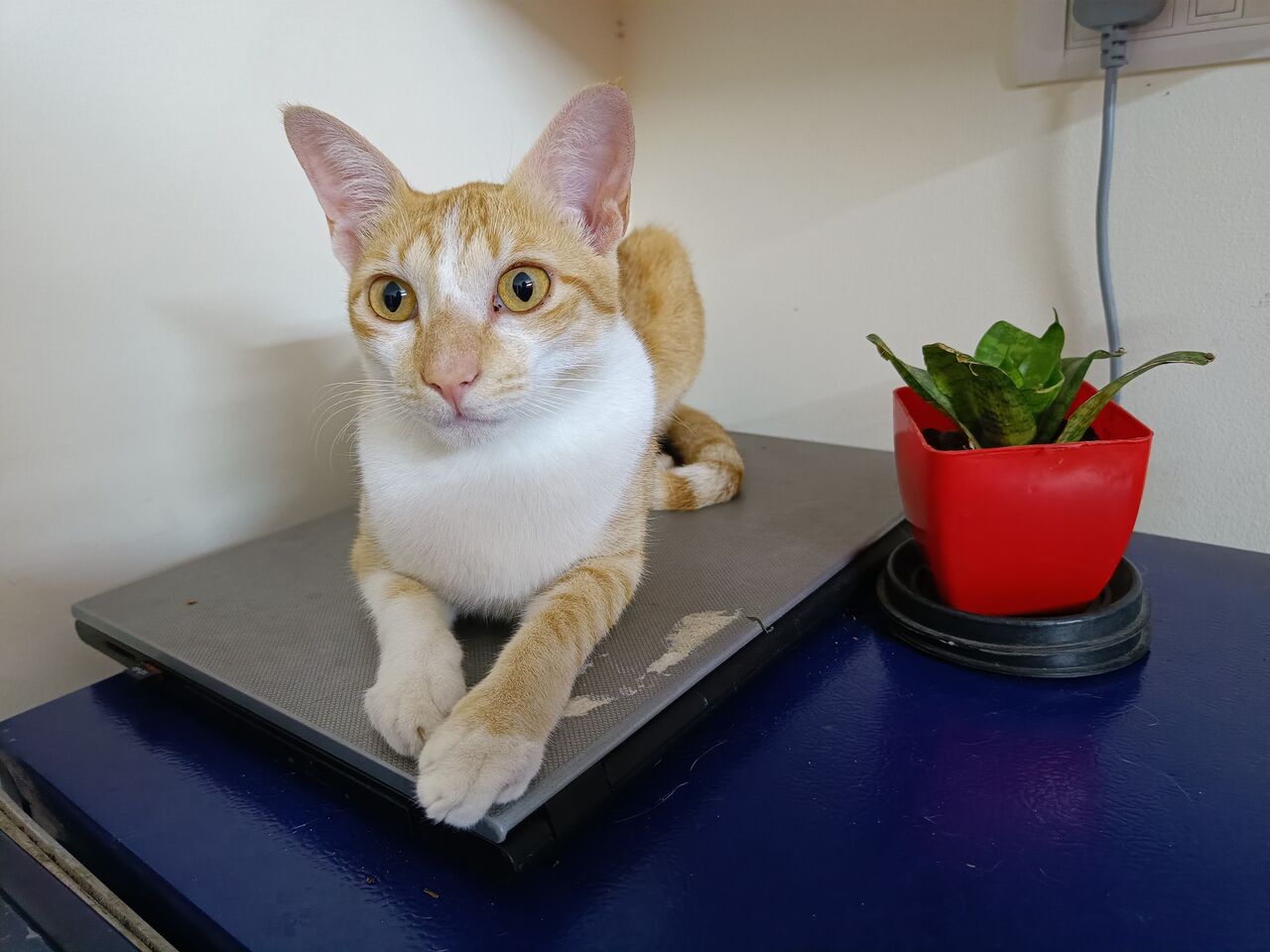 Dammam, Pet Sitting, Safe Cat Boarding In Dammam 🐱✨