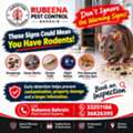 Pest Control Services Special Offer Call Now