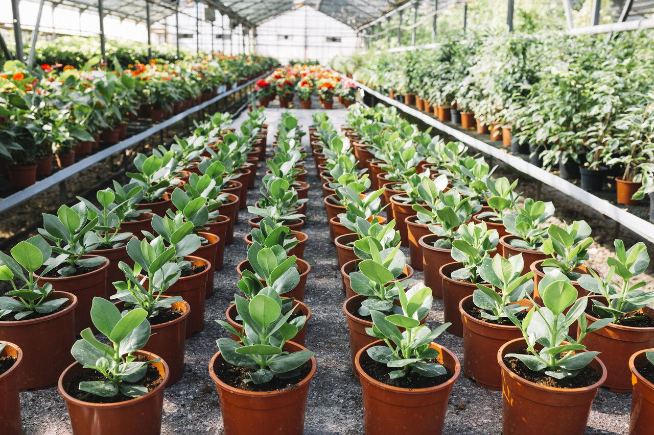 Coimbatore, Education, Experiential Learning & World-Class Agri Infrastructure | KIA Coimbatore