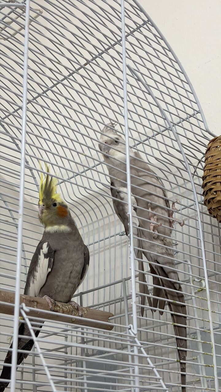Al Malaz, Pet Supplies, SAR 800,  Pair Of Cute Cocktails With Big Cage