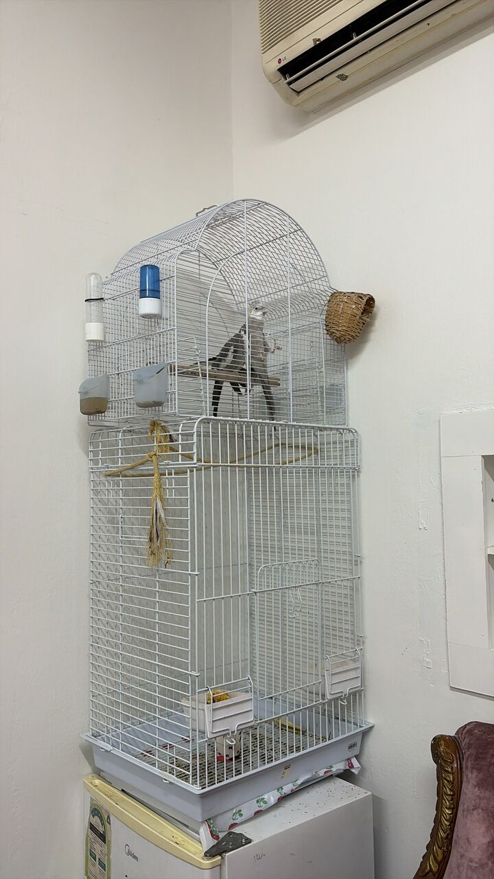 Al Malaz, Pet Supplies, SAR 800,  Pair Of Cute Cocktails With Big Cage