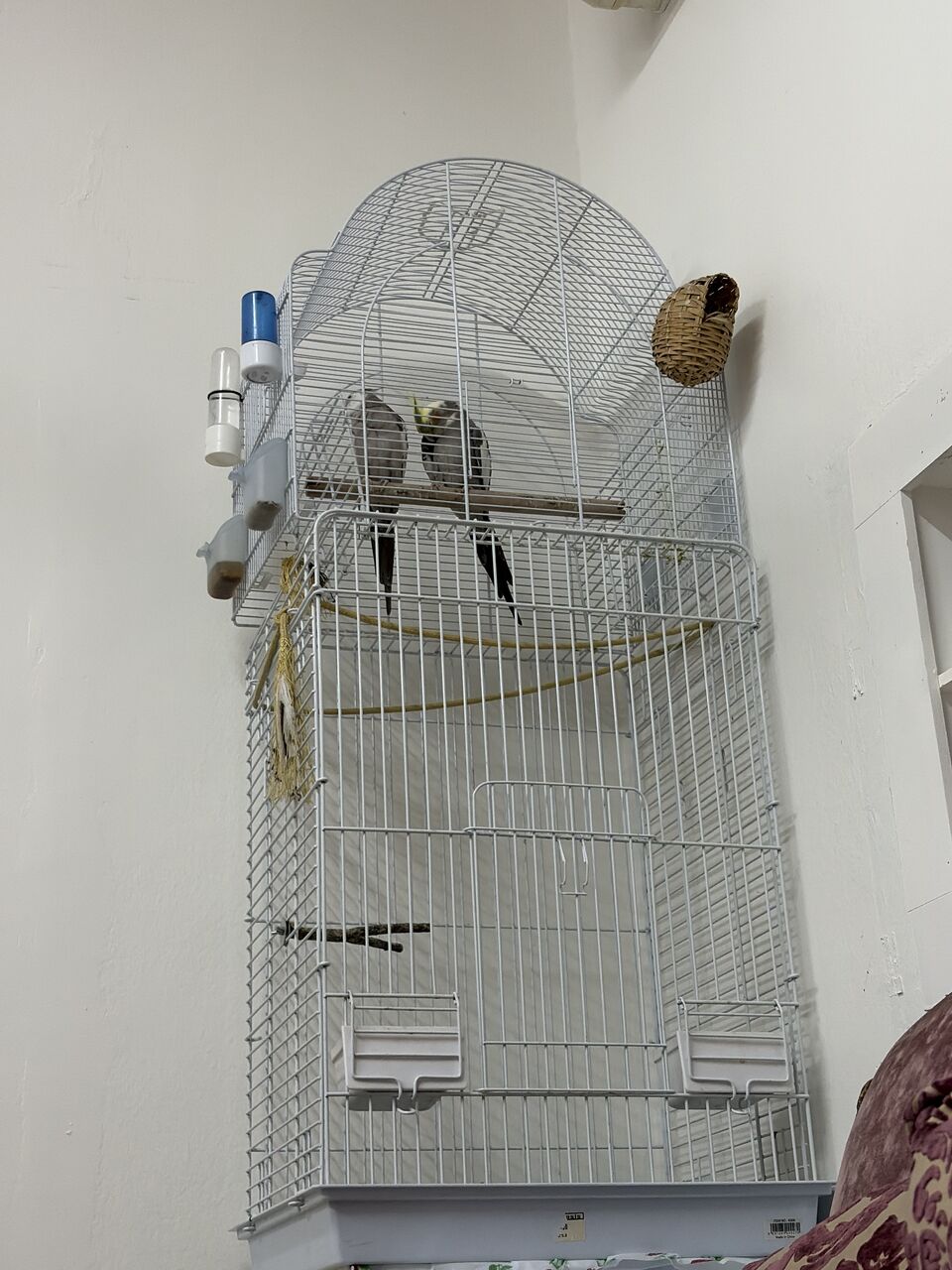 Al Malaz, Pet Supplies, SAR 800,  Pair Of Cute Cocktails With Big Cage