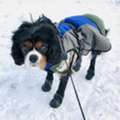 Winter-Ready Snow Shoes For Dogs Designed For Confident Cold-Weather Adventures
