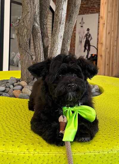New York, Business, Book Dog Grooming Packages For Columbus Day 2026