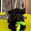 Book Dog Grooming Packages For Columbus Day 2026