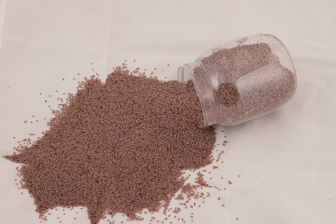 New York, Food, USD 99,  Gayatri Psyllium Industries: Premium Psyllium Husk & Psyllium Husk Powder Manufacturer In