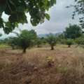 THB 10000000,  6 BR,  20000 Sq. Feet,  ขายที่ดิน โฉนดจำนวน 50 ไร่ แถมบ้านอี