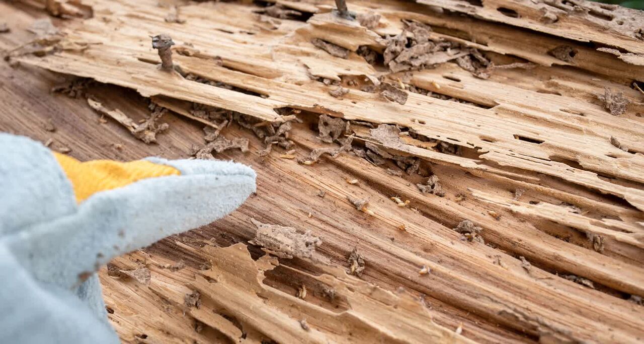 New York, Pest Control, Professional Legal Support From Termite Expert Witness