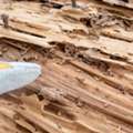 Professional Legal Support From Termite Expert Witness