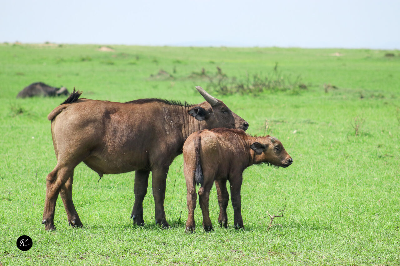 New York, Travel, Kenya Safari Bookings Open: 2 Days 1 Night Masai Mara Express Safari From $840
