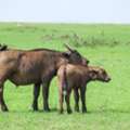 Kenya Safari Bookings Open: 2 Days 1 Night Masai Mara Express Safari From $840