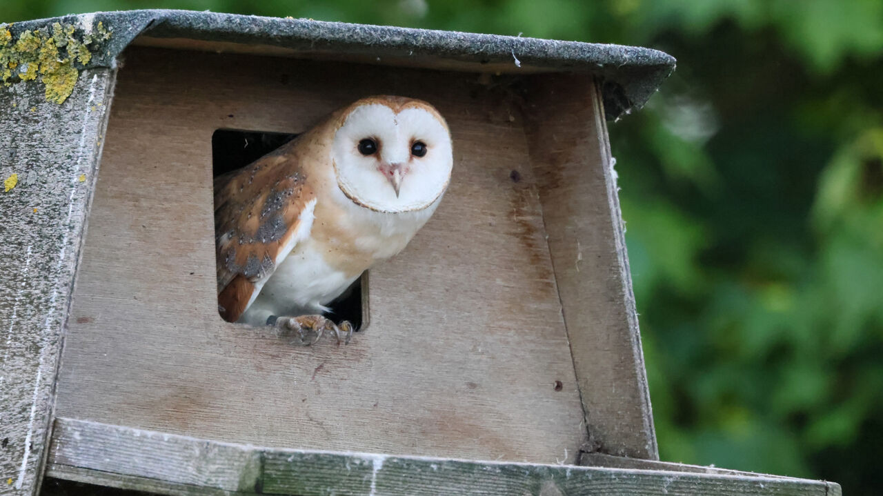 New York, Business, Natural Rodent Control With A Barn Owl Box Near Me