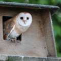 Natural Rodent Control With A Barn Owl Box Near Me