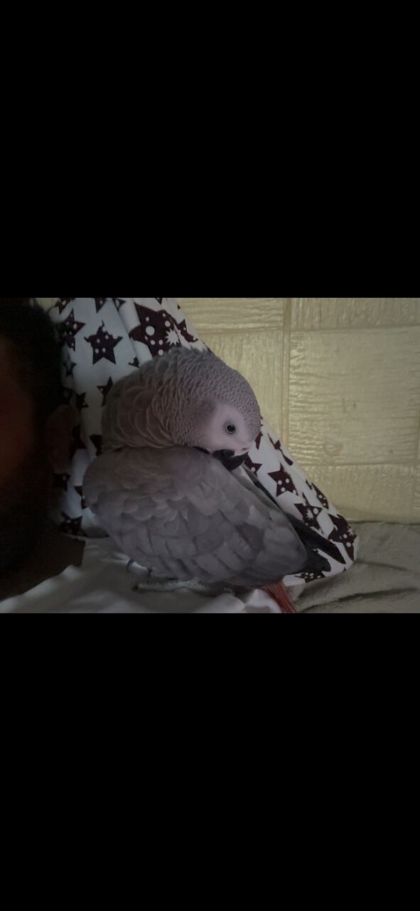 Khobar, Pet Supplies, SAR 3200,  African Grey Parrot For Sale &ndash; SAR 3,200