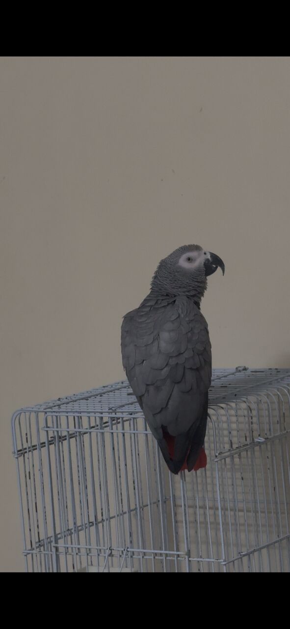 Khobar, Pet Supplies, SAR 3200,  African Grey Parrot For Sale &ndash; SAR 3,200