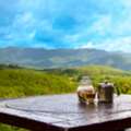 Premium Jamaica Blue Mountain Coffee Beans For Coffee Lovers