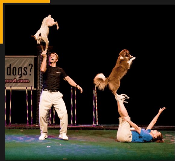 New York, Event Planning, Professional Dogs For Las Vegas Conventions