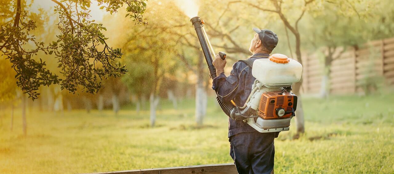 Singapore, Business, Professional Pest Control Services In Singapore
