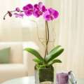 Floral Concepts Houston &ndash; Fresh Flowers & Same-Day Flower Delivery