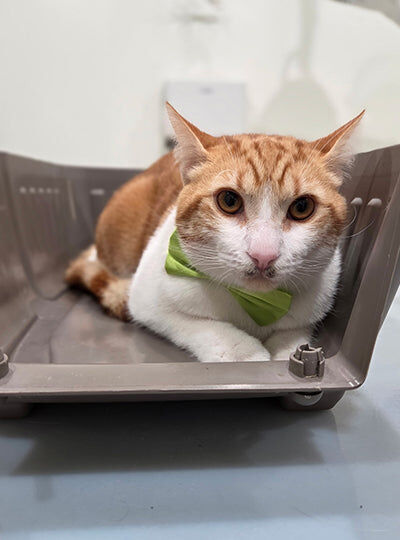 New York, Business, Book Cat Grooming Packages For Your Cat This Federal Holiday 2026