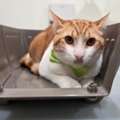 Book Cat Grooming Packages For Your Cat This Federal Holiday 2026