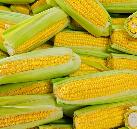 New Delhi, Farm & Garden, INR 1200,  Hybrid Sweet Corn Seeds | Iris Seeds