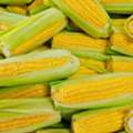 INR 1200,  Hybrid Sweet Corn Seeds | Iris Seeds