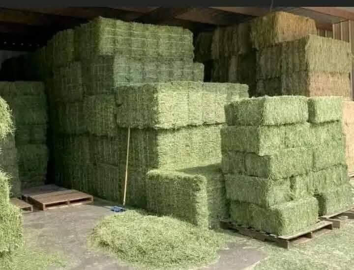 Tirana, Pet Supplies, ALL 299,  #Alfalfa Hay Grass For Sale In #UK, #England #EU #USA #AFRICA #MIDDLE EAST AND #ASIA