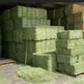 ALL 299,  #Alfalfa Hay Grass For Sale In #UK, #England #EU #USA #AFRICA #MIDDLE EAST AND #ASIA