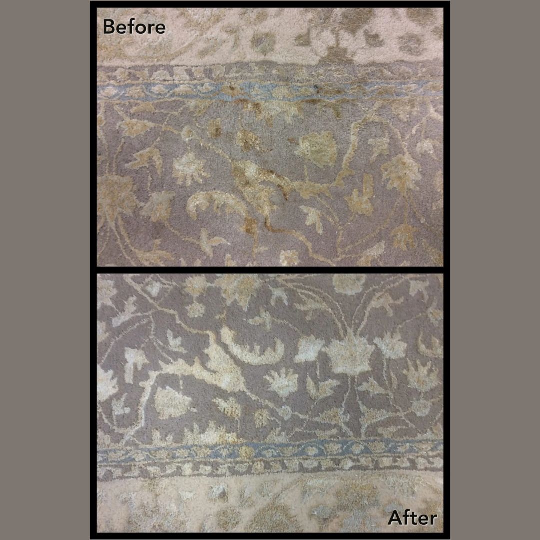 New York, Business, Pet Stain Removal In Chesterfield