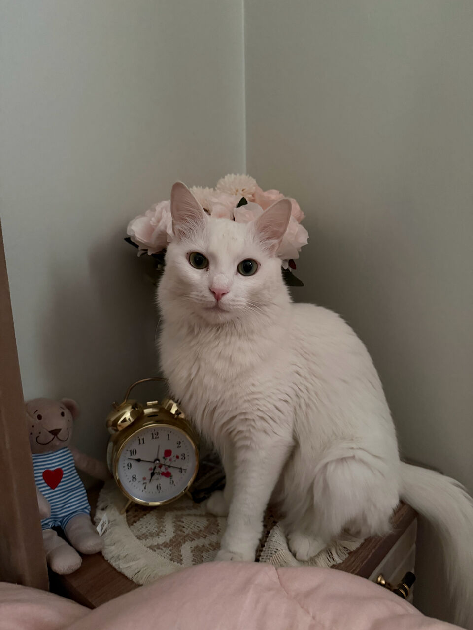 Riyadh, Pet Adoption, Turkish Angora Female Deaf Cat For Free Adoption