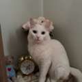 Turkish Angora Female Deaf Cat For Free Adoption