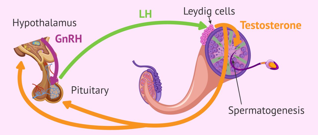 New Delhi, Health, Accurate Follicle Hormone Test In Delhi By Fertylity IVF