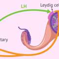 Accurate Follicle Hormone Test In Delhi By Fertylity IVF