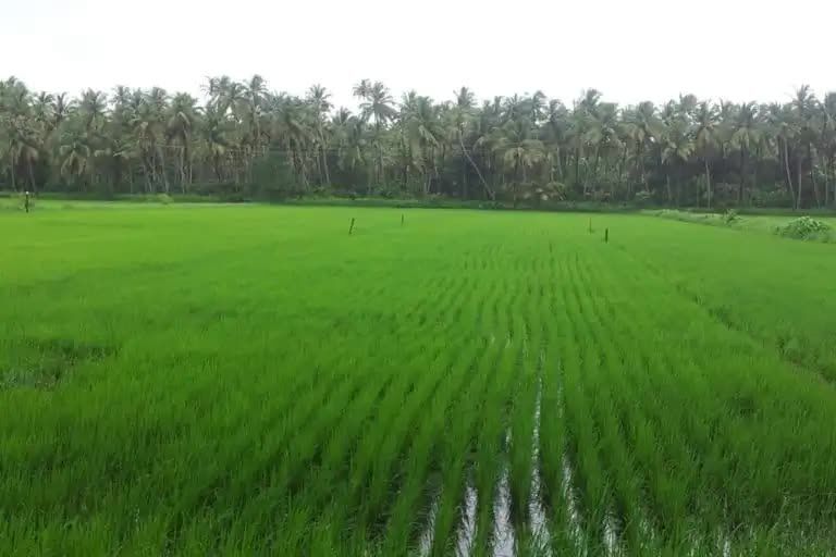 Jaipur, Agricultural Land, INR 10000000,  1250 Sq. Yard,  Weekend Farmhouse Living In Naugaon