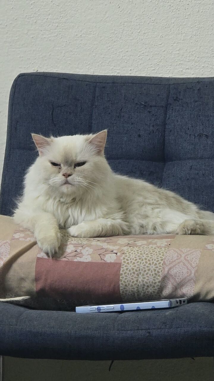 Jeddah, Pet Adoption, Persian Cat